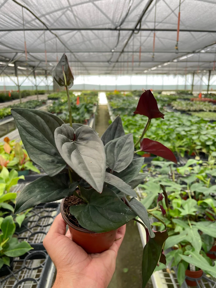Syngonium Red Arrow | Syngonium Erythrophyllum | 4" Nursery Pot 3 Syngonium Red Arrow | Syngonium Erythrophyllum | 4" Nursery Pot