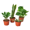 Easy-Care Plant Bundle For Newbies & Gifts | 4-inch Pot Each! -Cheap Plantly Store 4 easycarebundle 374x374