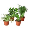 Pet-Friendly House Plant Bundle | 4-inch Pot Each 2 Pet-Friendly House Plant Bundle | 4-inch Pot Each -Cheap Plantly Store 4 petfriendlybundle 449x449