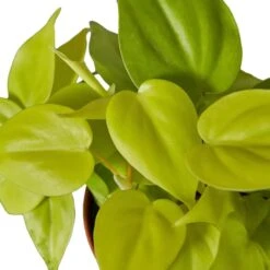 Lively Philodendron Neon | Easy-care Epiphytic Vine | Vibrant Foliage | 4-inch Pot -Cheap Plantly Store 4d3440a0 7f9d 5f37 922b d4b6f007da08 2f070661 4eee 4b48 8922 7f41025b8db2 700x700 1