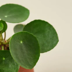 Pilea Peperomioides 'Chinese Money' Plant - LIMITED SUPPLY -Cheap Plantly Store 5