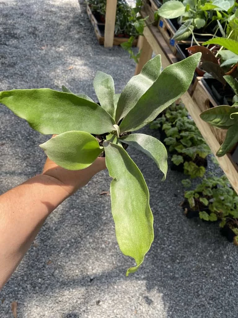 Fern Staghorn Or Platycerium Bifurcatum Netherlands 4 Inch Pot Live Plant 5 Fern Staghorn Or Platycerium Bifurcatum Netherlands 4 Inch Pot Live Plant - Image 3