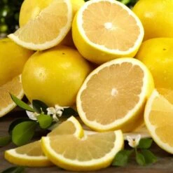 White Grapefruit Citrus Tree 3 Feet Tall. Free Shipping -Cheap Plantly Store 5091CE2E 7CF5 4D6A 93AE F253D5460BBB