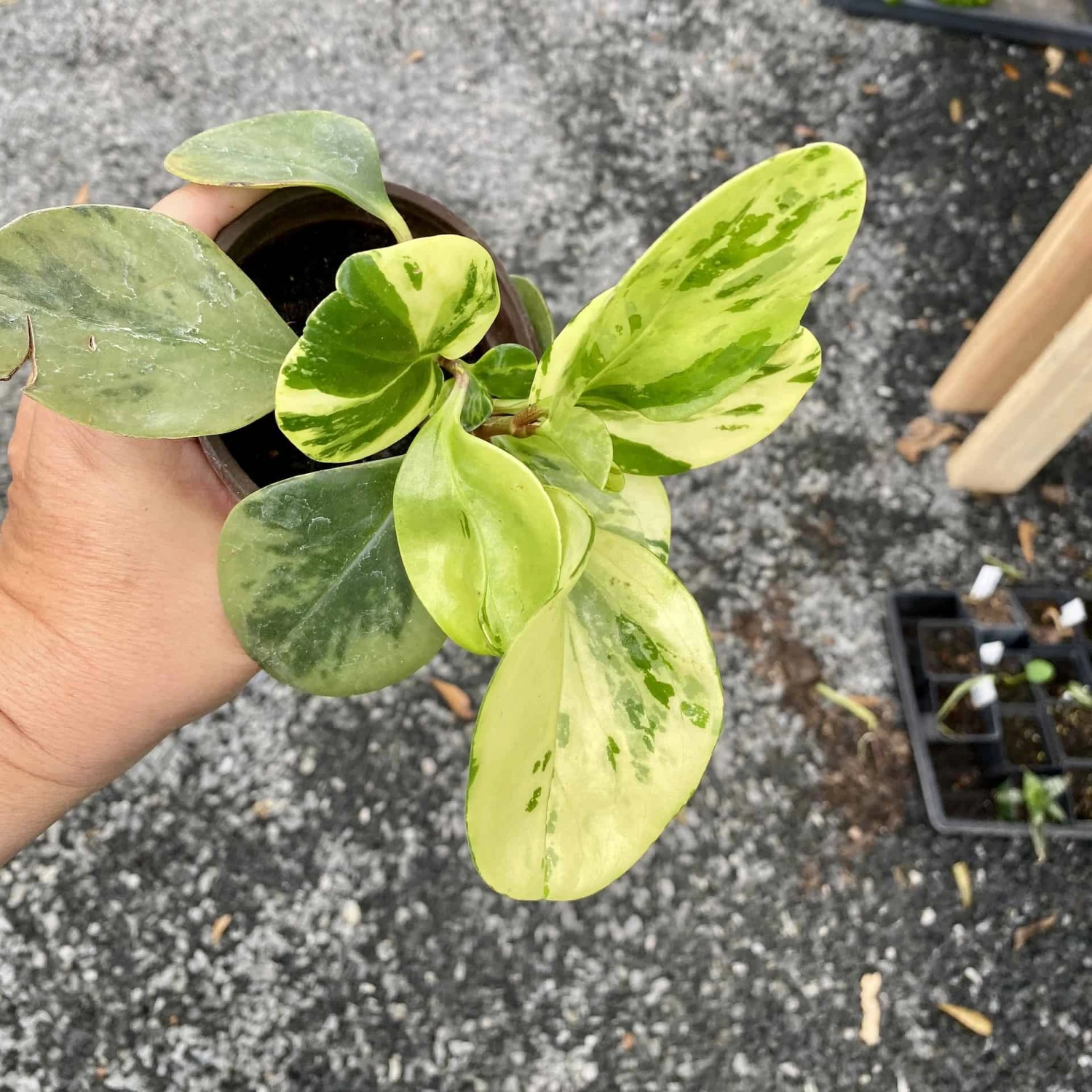 Peperomia Marble 4 Inch Pot Live Plant 4 Peperomia Marble 4 Inch Pot Live Plant - Image 2