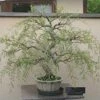 Bonsai Tree Dragon Willow - Thick Trunk Bonsai Cutting - Fast Growing Indoor/Outdoor Bonsai Tree - Ships Bare Root - Old Mature Look Fast