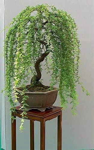 Bonsai Willow Tree Bundle - 3 Large Trunk Bonsai Tree Cuts - Get One Each Weeping, Australian, Dragon - Ready To Plant - Indoor/Outdoor Bonsai Tree's 4 Bonsai Willow Tree Bundle - 3 Large Trunk Bonsai Tree Cuts - Get One Each Weeping, Australian, Dragon - Ready To Plant - Indoor/Outdoor Bonsai Tree's - Image 2