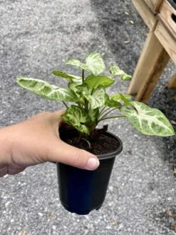 Syngonium Or Arrowhead Plant White Butterfly Variegated 4 Inch Pot Large 14 Syngonium Or Arrowhead Plant White Butterfly Variegated 4 Inch Pot Large -Cheap Plantly Store 52376390 46C8 42D2 85B6 6887F2243FDD 1 105 c