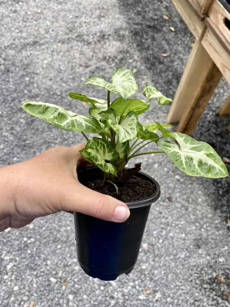 Syngonium Or Arrowhead Plant White Butterfly Variegated 4 Inch Pot Large 4 Syngonium Or Arrowhead Plant White Butterfly Variegated 4 Inch Pot Large - Image 2