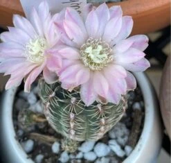 Cactus- Gymnocalycium Bruchii