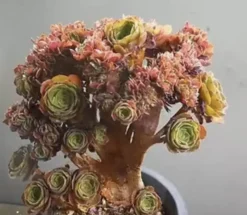 Aeonium Halloween