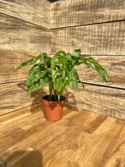Monstera Adansonii Or Swiss Cheese Wide Leaf 4" Pot Live Plant -Cheap Plantly Store 54BBEF90 08A9 4312 9AEA AE0F92472EB2 1 201 a