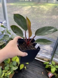 Philodendron Imperial Red 4 Inch Pot| Starter Plant -Cheap Plantly Store 54E37DE7 60D5 4D62 99BF 0D97329D5074 1 105 c