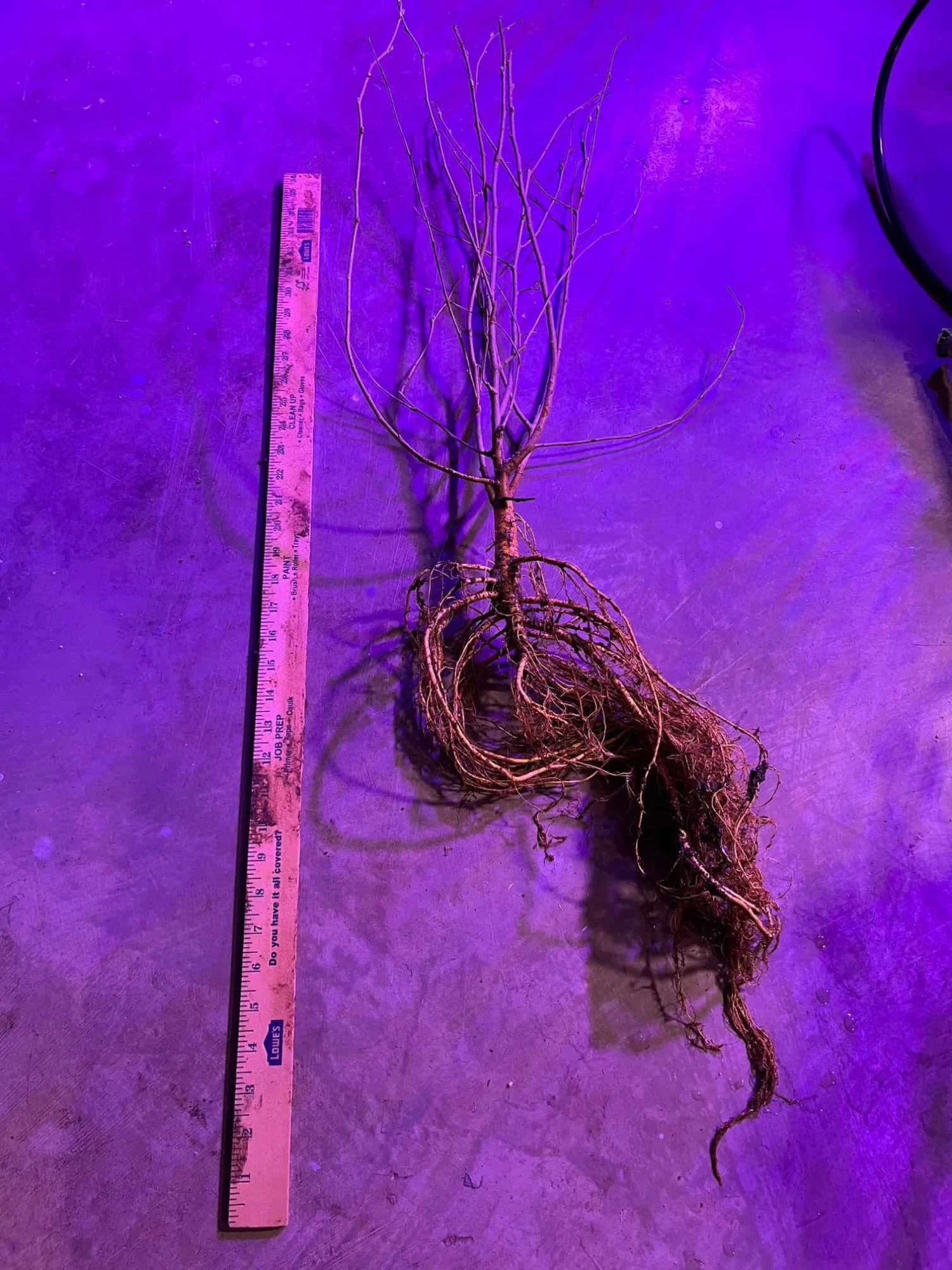 King Mulberry 4 King Mulberry - Image 2