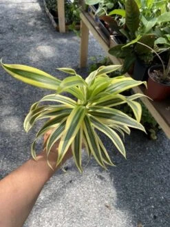 Dracaena Song Of India 4" Pot Live Plant -Cheap Plantly Store 569D6C4E F586 42BC B330 726867E2083F 1 105 c