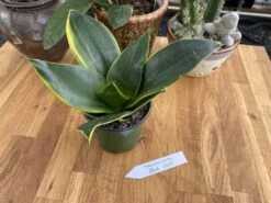 Snake Plant Or Sansevieria Black Gold 4" Pot Live Plant -Cheap Plantly Store 5838D63D D943 44E8 BCA4 5F25E2B29058 1 105 c