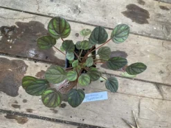 Peperomia Peppermill 2.5 Inch Tall Pot Live Plant 11 Peperomia Peppermill 2.5 Inch Tall Pot Live Plant -Cheap Plantly Store 587633DC 00FE 4A1D 928D 8E9715A3325E 1 105 c