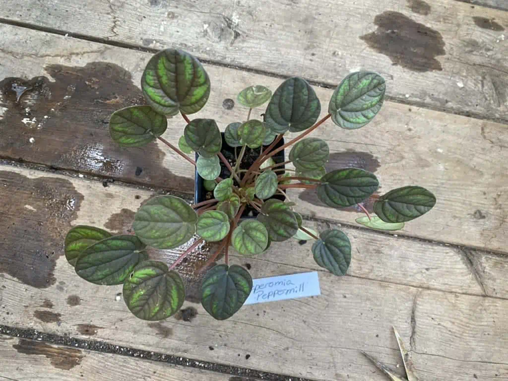 Peperomia Peppermill 2.5 Inch Tall Pot Live Plant 6 Peperomia Peppermill 2.5 Inch Tall Pot Live Plant - Image 4