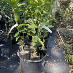 Ponderosa Lemon Grafted Tree 3 Feet Tall. Free Shipping 6 Ponderosa Lemon Grafted Tree 3 Feet Tall. Free Shipping -Cheap Plantly Store 59361849 F484 4BCF A50B 14DE5EA33618 rotated 1