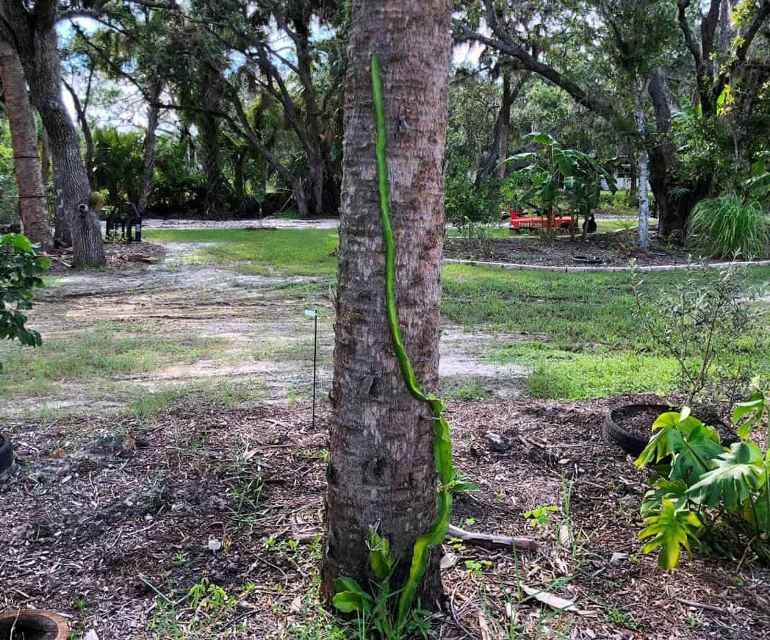 Red Dragon Fruit In Pot 4 Red Dragon Fruit In Pot - Image 2
