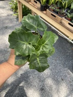 Philodendron Atom Or Thaumatophyllum Bipinnatifidum 4" Pot Live P 23 Philodendron Atom Or Thaumatophyllum Bipinnatifidum 4" Pot Live P -Cheap Plantly Store 5A8FE297 0C65 4EA4 8B63 1A6C01E4ECC1 1 105 c