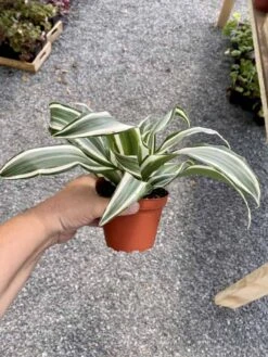 Dragon Tree Or Dracaena Warneckii White Jewel 4" Pot Live Plant -Cheap Plantly Store 5A9034A8 F8C6 482D 9B18 102279D2280E 1 105 c