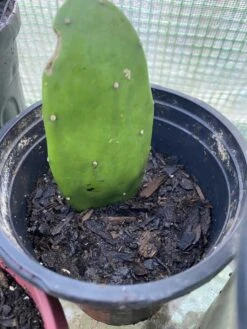 Spineless Prickly Pear Cuttings -Cheap Plantly Store 5AE6D5AA 2619 4A08 A29E 5713937A21DC rotated 1