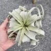 Air Plant Tillandsia Xerographica 1 Live Plant -Cheap Plantly Store 5C378F2F 5A82 46D5 B4E4 37C49C758998 1 201 a