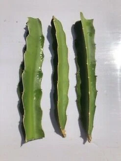 Red Dragon Fruit Fresh Cuttings - 2 Per Order -Cheap Plantly Store 5C5CF3C7 2AEC 4AEE 8863 8FF5A025767D