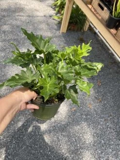 Philodendron Selloum Little Hope 6" Pot Live Plant -Cheap Plantly Store 5CAC7B92 4605 4D9E 9044 341EADE0CBA0 1 105 c