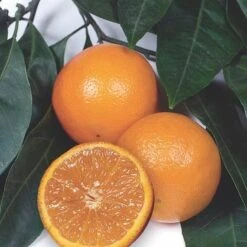 Vernia Orange Grafted Citrus Tree. 3 Feet Tall. Free Shipping 7 Vernia Orange Grafted Citrus Tree. 3 Feet Tall. Free Shipping -Cheap Plantly Store 5D171058 A950 4857 A9D7 BEC6B6A3635E