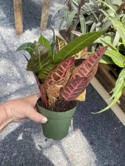Croton Petra Josephs Coat 4 Inch Pot Live Plant -Cheap Plantly Store 5D77789A 3DAF 48A1 A248 66FD2DD8634F 1 105 c