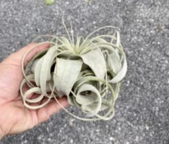 Air Plant Tillandsia Xerographica 1 Live Plant -Cheap Plantly Store 5E202BB3 DED7 4E63 A5CE 894A1443F677 1 201 a