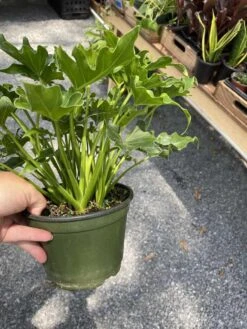 Philodendron Selloum Little Hope 6" Pot Live Plant -Cheap Plantly Store 5EFB859C DF1A 4849 A2F3 E00C72E812F7 1 105 c