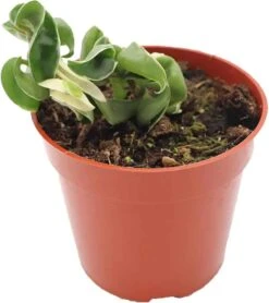 Variegated Hindu Rope Hoya In A 4 Inch Pot -Cheap Plantly Store 6 1