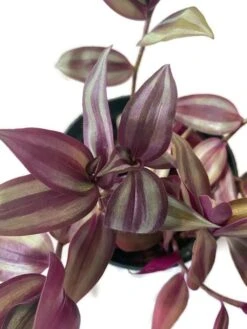 Rare And Limited Supply Tradescantia Zebrina In A 4 Inch Pot! -Cheap Plantly Store 6 inch closeup