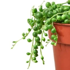 Stunning String Of Pearls (Senecio Rowleyanus) - Trailing Succulent For Indoor Decor In 4-inch Pot -Cheap Plantly Store 6033068a 647c 51af b5ee 1a390dcb81ad 700x700