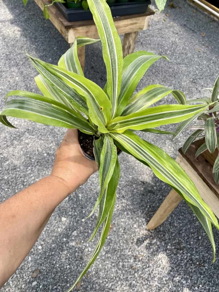 Dracaena Deremensis Or Dragon Tree Lemon Surprise 4 Inch Pot Live Plant 4 Dracaena Deremensis Or Dragon Tree Lemon Surprise 4 Inch Pot Live Plant - Image 2