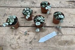 String Of Hearts Ceropegia Woodii Green 2" Pot Live Plant -Cheap Plantly Store 609BBA46 9BCB 47B8 93F8 9D242F251E28 1 201 a