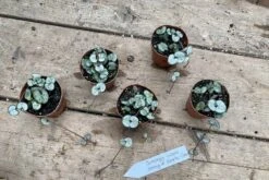 String Of Hearts Ceropegia Woodii Green 2" Pot Live Plant -Cheap Plantly Store 61B2E81D 77B9 40CB B2F1 97DAD69F9A60 1 201 a