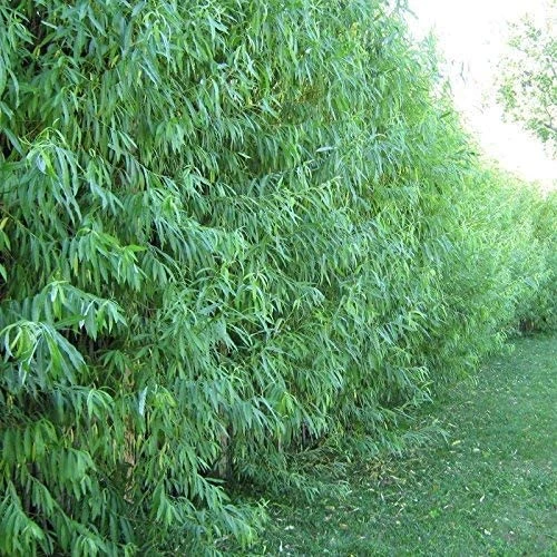 Salix Hybrid Willow Bush Cuttings - Fast Growing Privacy Shade Trees - Easy Starts 8-12" 5 Salix Hybrid Willow Bush Cuttings - Fast Growing Privacy Shade Trees - Easy Starts 8-12" - Image 3