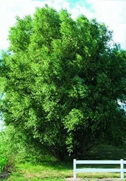 1 Hybrid Willow Tree -Cheap Plantly Store 61rKztrkGPL. AC
