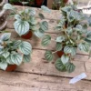 Peperomia Frost 2.5 Inch Pot Beautiful Live Silver Green Plant -Cheap Plantly Store 62B61A13 570B 4505 84D7 2D13E3034CF4 1 105 c