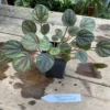 Peperomia Peppermill 2.5 Inch Tall Pot Live Plant -Cheap Plantly Store 63380053 0AD3 4DAD A81F F2975983613B 1 105 c