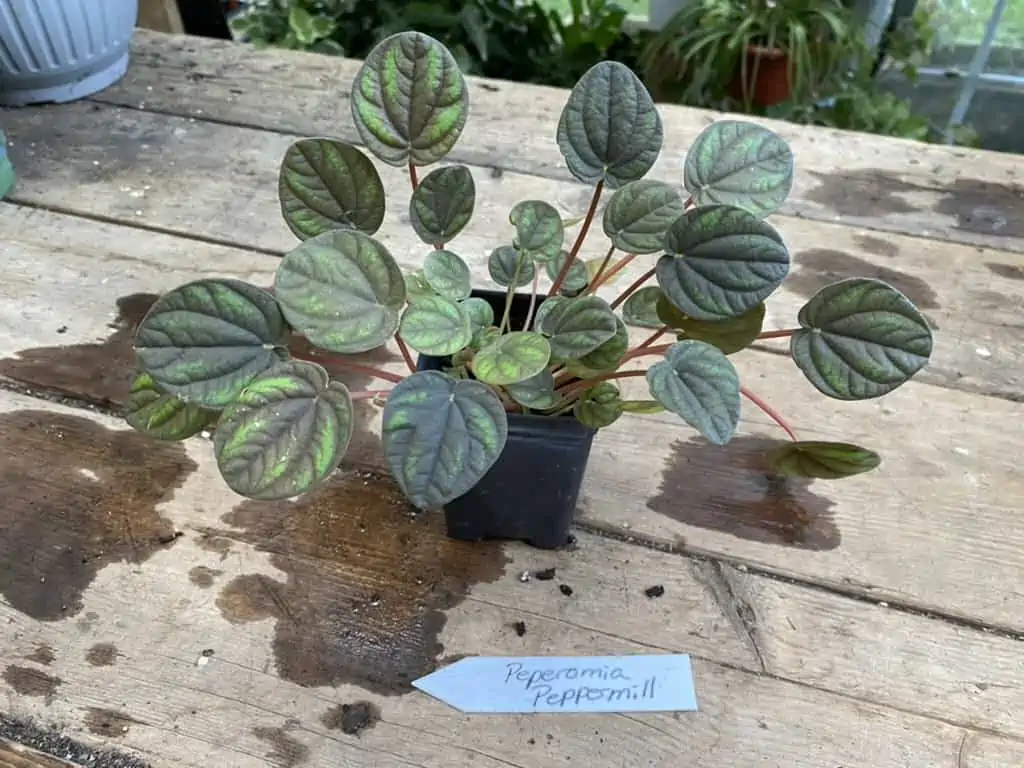 Peperomia Peppermill 2.5 Inch Tall Pot Live Plant 3 Peperomia Peppermill 2.5 Inch Tall Pot Live Plant