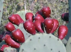 Spineless Prickly Pear Cuttings -Cheap Plantly Store 6358CC38 C4F8 442D A33B BB93AE64EEDC