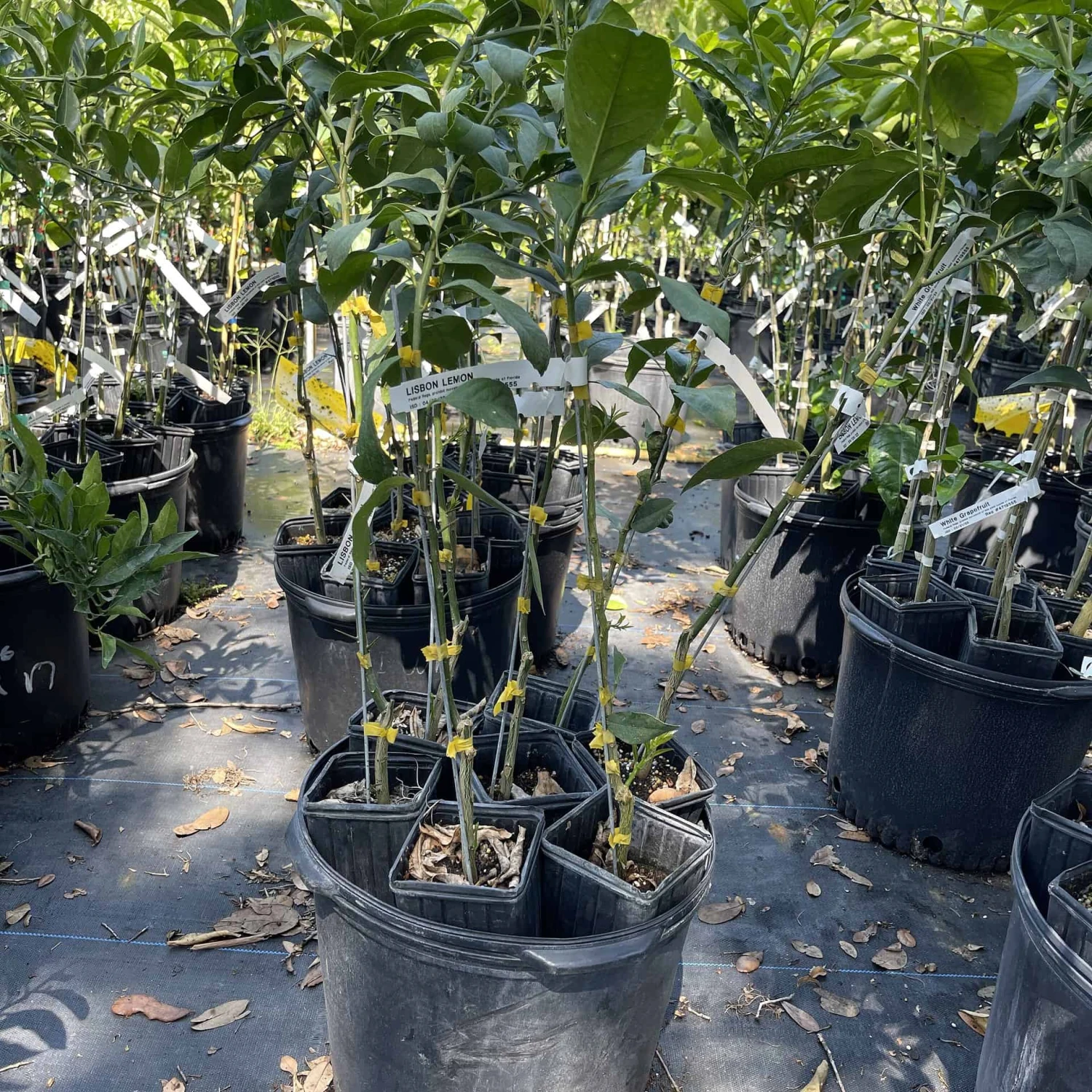 Lisbon Lemon Grafted Tree 3 Feet Tall. Free Shipping 4 Lisbon Lemon Grafted Tree 3 Feet Tall. Free Shipping - Image 2