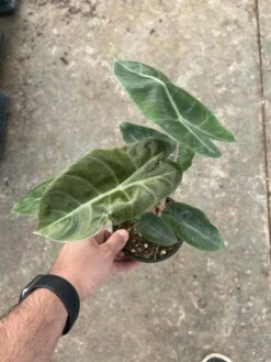 4β Alocasia Pink Dragon