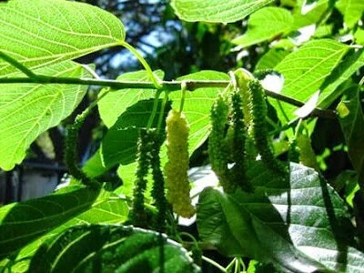 King Mulberry 3 King Mulberry