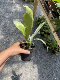 Fern Staghorn Or Platycerium Bifurcatum Netherlands 4 Inch Pot Live Plant 21 Fern Staghorn Or Platycerium Bifurcatum Netherlands 4 Inch Pot Live Plant -Cheap Plantly Store 675D34F8 63C3 4BFD 8716 ACD28A893566 1 105 c