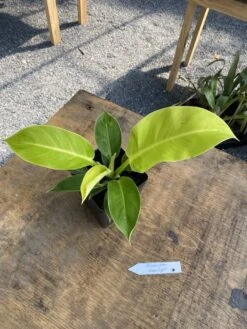 Philodendron Moonlight 2.5 Inch Tall Pot Starter Plant -Cheap Plantly Store 67C41499 7950 4001 A40A 87CE187E69DE 1 105 c